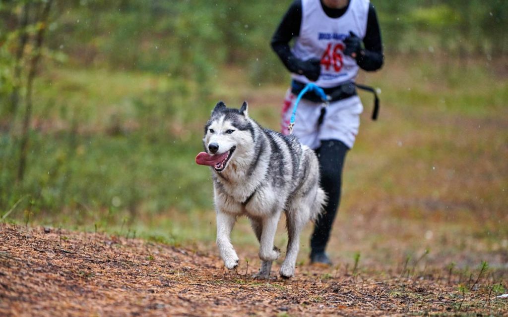 Chien pratiquant le canicross supercroquettes